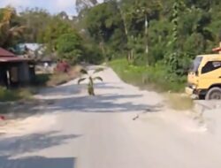 Warga Pasang Batang Pisang di Jalan Trinsing Muara Teweh, Lubang Dalam Ancam Keselamatan Pengguna Jalan