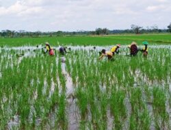 Lamandau Dorong Ekonomi Hijau Melalui Pertanian Berkelanjutan