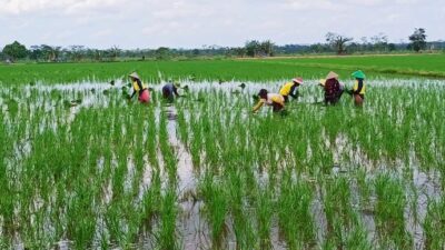 Lamandau Dorong Ekonomi Hijau Melalui Pertanian Berkelanjutan