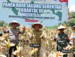 Pemkab Barito Utara Dukung Swasembada Pangan Lewat Panen Raya Jagung Serentak Kuartal III
