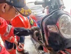 Heboh di Palangka Raya! Anak Ular Piton Nyelip di Box Motor, Bikin Pengendara Panik dan Warga Penasaran