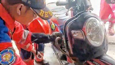 Heboh di Palangka Raya! Anak Ular Piton Nyelip di Box Motor, Bikin Pengendara Panik dan Warga Penasaran