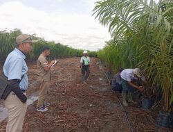 Disbun Kalteng Perketat Pengawasan, Ribuan Benih Sawit Tersertifikasi Siap Diedarkan ke Pekebun