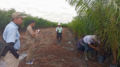 Disbun Kalteng Perketat Pengawasan, Ribuan Benih Sawit Tersertifikasi Siap Diedarkan ke Pekebun
