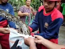 Ular Piton 3 Meter Masuk Permukiman di Palangka Raya, Warga Panik Ayam Ternak Dimangsa