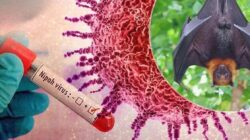 Dinkes Kotim Ajak Warga Tetap Tenang, Sistem Kesehatan Siap Antisipasi Ancaman Virus Nipah