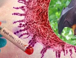 Dinkes Kotim Ajak Warga Tetap Tenang, Sistem Kesehatan Siap Antisipasi Ancaman Virus Nipah